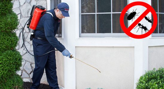 Hemşin Kemirgen İlaçlama böcek ilaçlama ve haşere kontrolü — ilaclama-tr.com